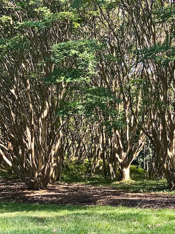 Tree trunks and branches at the Norfolk Botanical Gardens