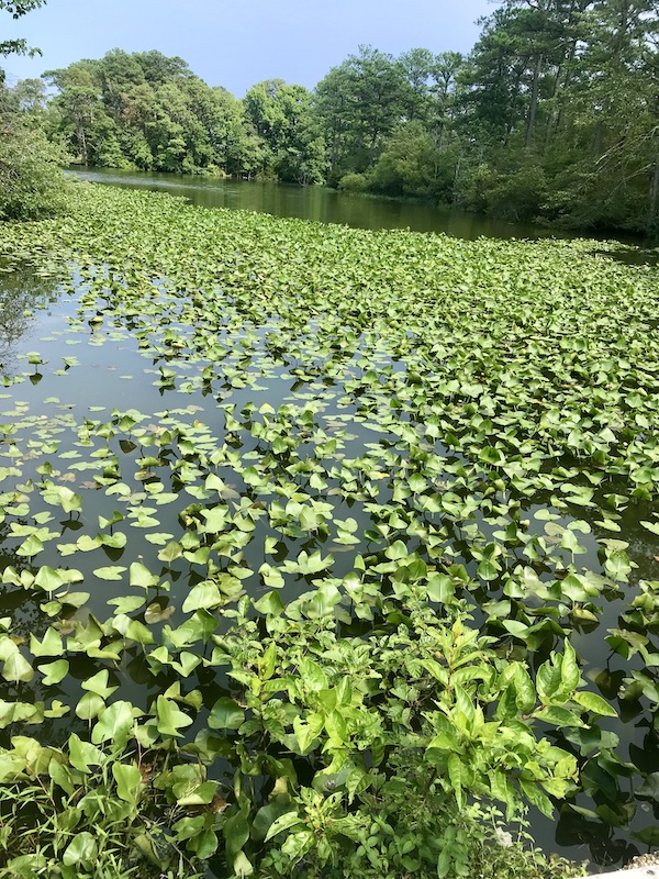 Lily pads on water at the Norfolk Botanical Gardens