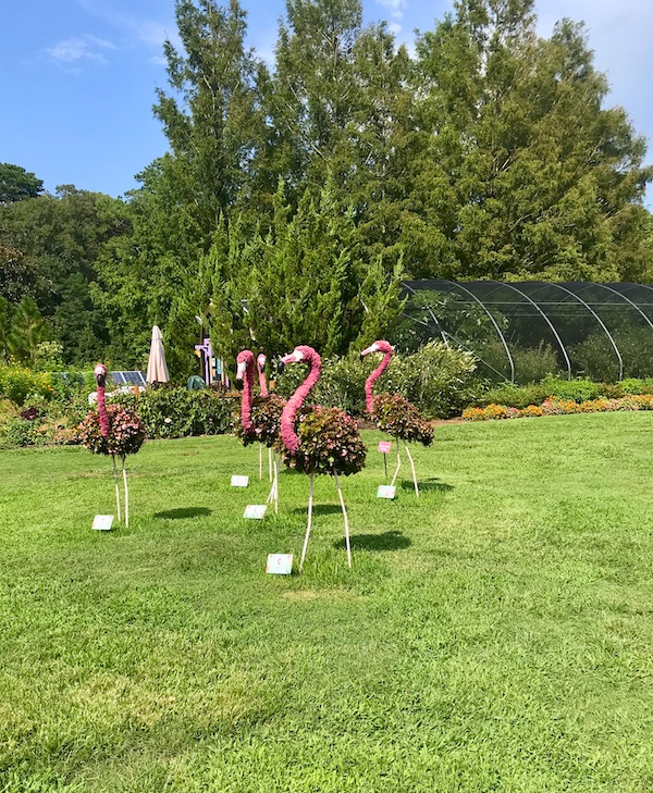 Pink flamingo topiaries on the lawn at the Norfolk Botanical Gardens