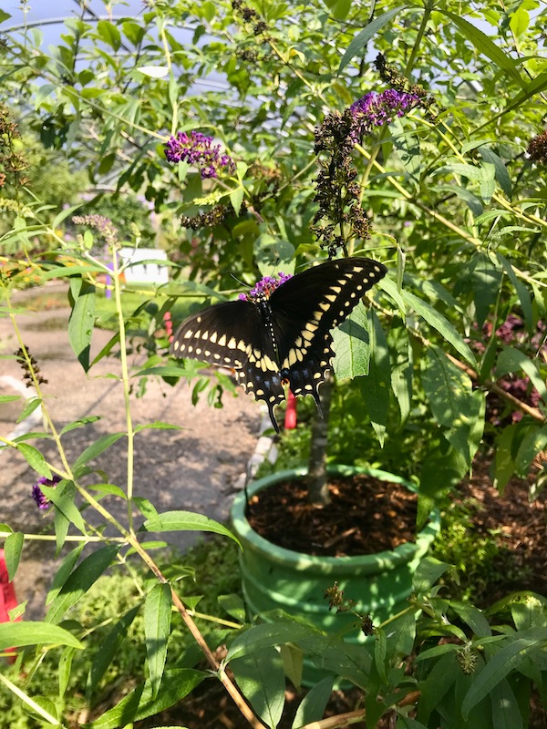 A black and yellow butterfly on a milkweed plant at the Norfolk Botanical Gardens