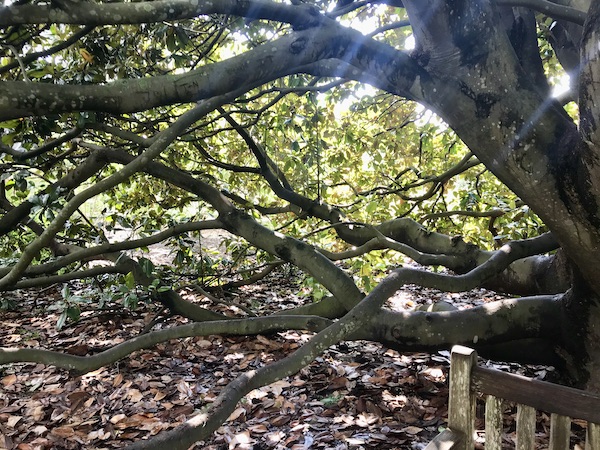 Looking through branches of a tree at the Norfolk Botanical Gardens