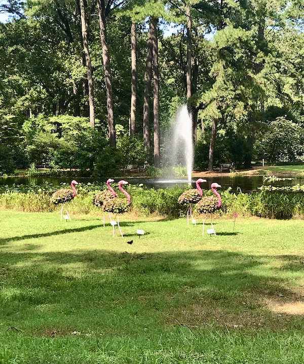Norfolk Botanical Gardens flamingo topiaries and a fountain in the pond.