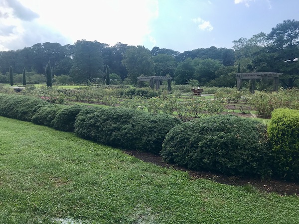 A landscape with trees and rose bushes at Norfolk Botanical Gardens