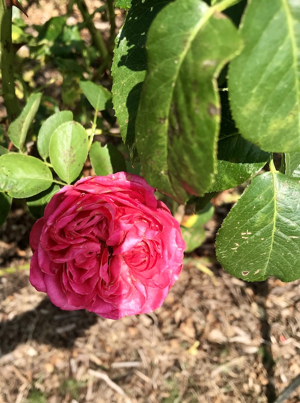 A deep pink double ruffle rose at the Norfolk Botanical Gardens