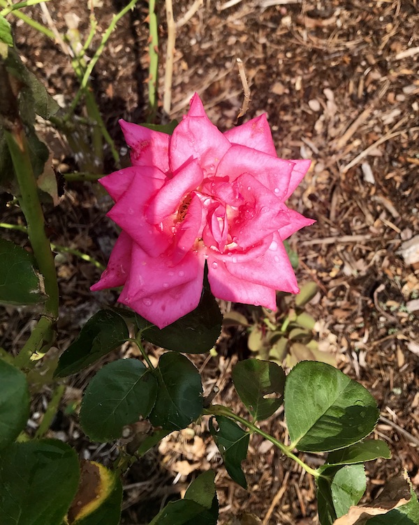 A pink rose with deeper pink edges at the Norfolk Botanical Gardens