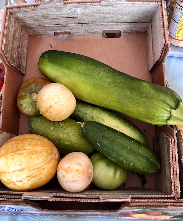 Green squashes and yellow cucumbers from Washington DC and Annapolis Maryland