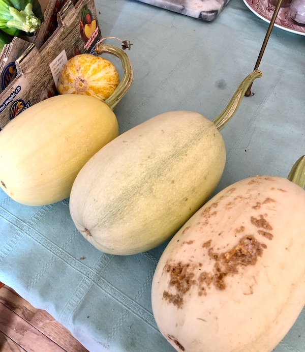 Three oval squashes sitting on a light blue tablecloth from Washington DC and Annapolis Maryland