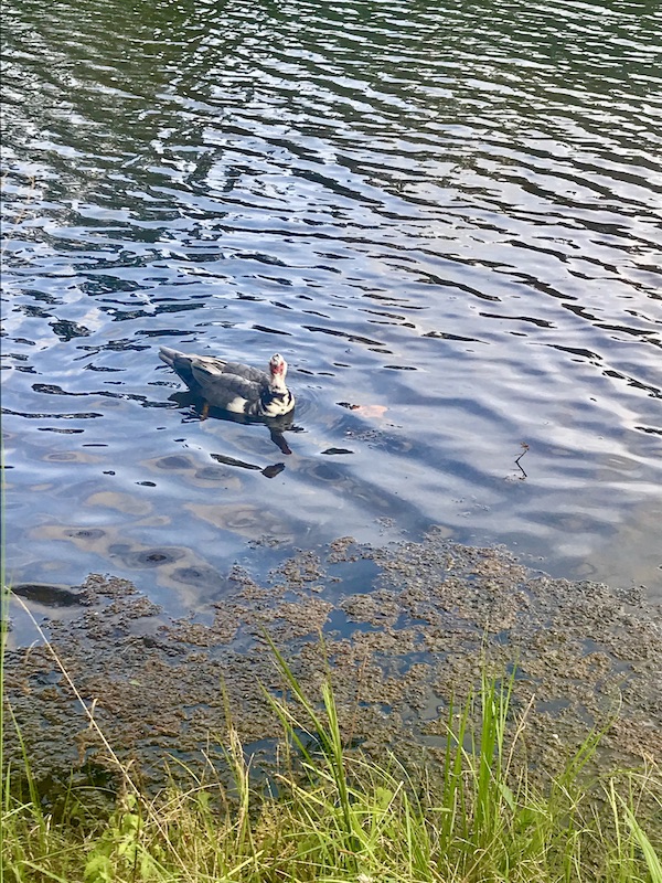 A duck floating in a lake with rippling water in Birmingham Alabama