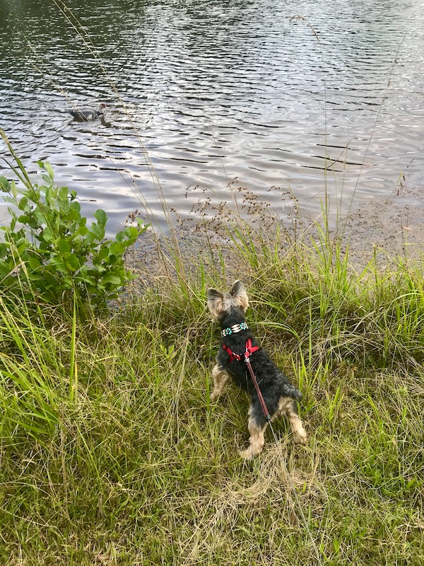 A black and gold Yorkie trying to get to the duck on the lake in Birmingham Alabama