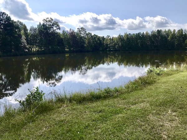Grass and trees surrounding a lake. Blue sky and clouds reflected in the lake in Birmingham Alabama