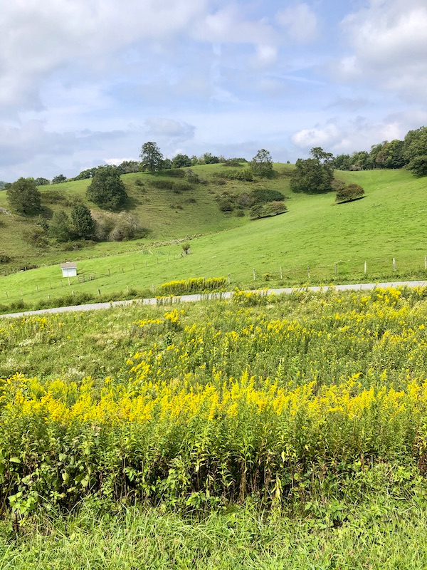 A wide swath of yellow wildflowers and rolling hill with trees along the Blue Ridge Parkway NC