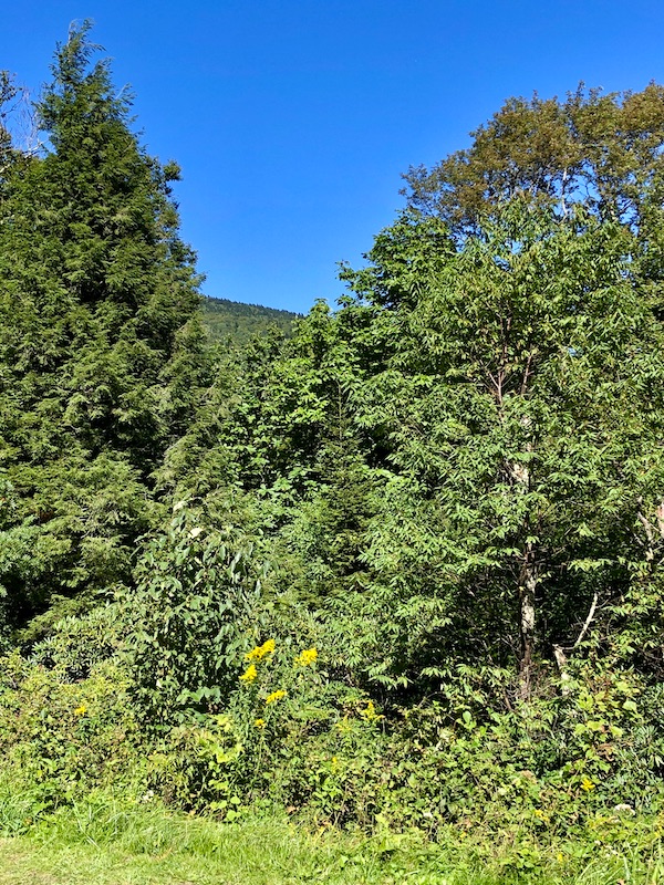 Trees, mountains and bright blue sky along the Blue Ridge Parkway NC