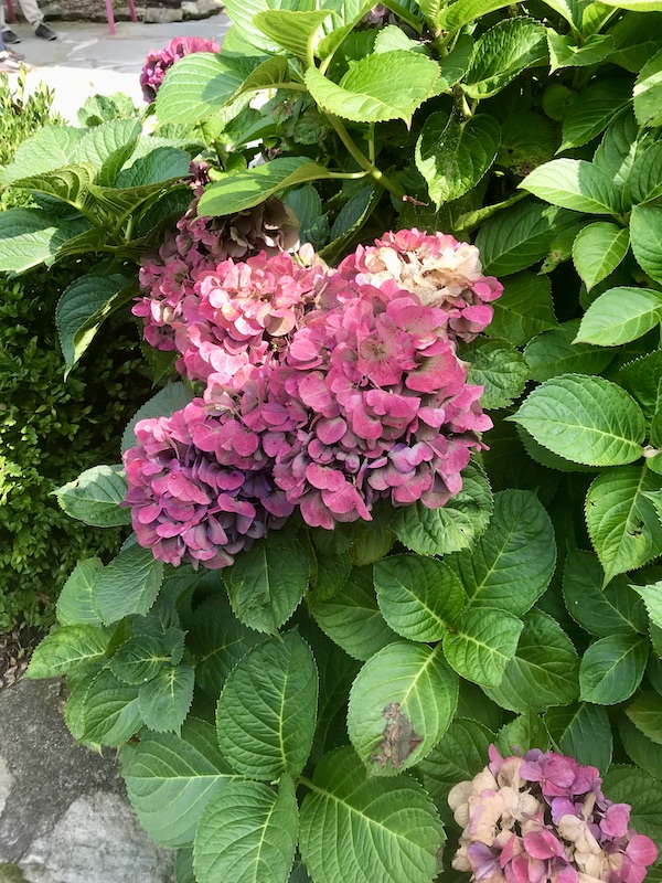 A hydrangea bush with deep pink flowers near Boone North Carolina