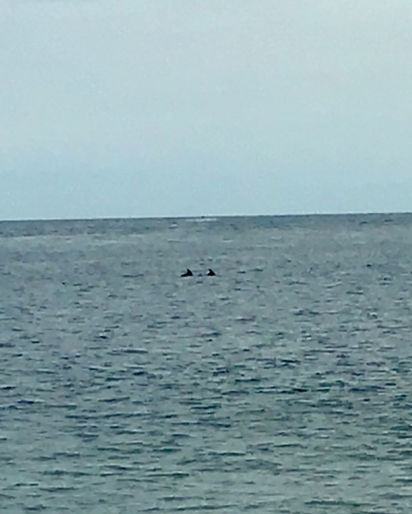 The ocean with a pair of porpoises arching out of the water at Delaware Seashore State Park