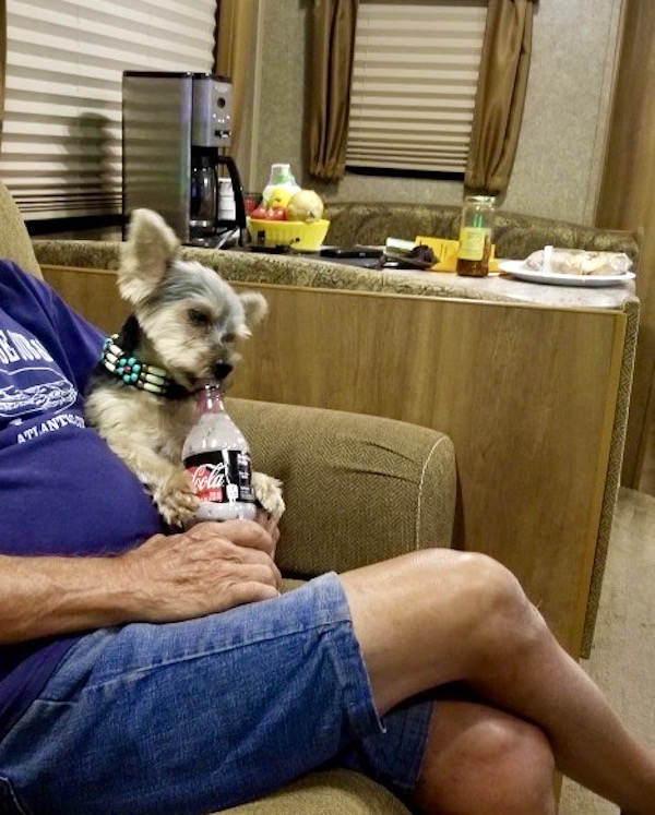 A black and gold Yorkie is sitting on a man's licking a soda bottle at Kiptopeke State Park in Virginia