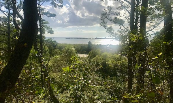 A view of a bay, sky and clouds seen through the woods at Kiptopeke State Park in Virginia