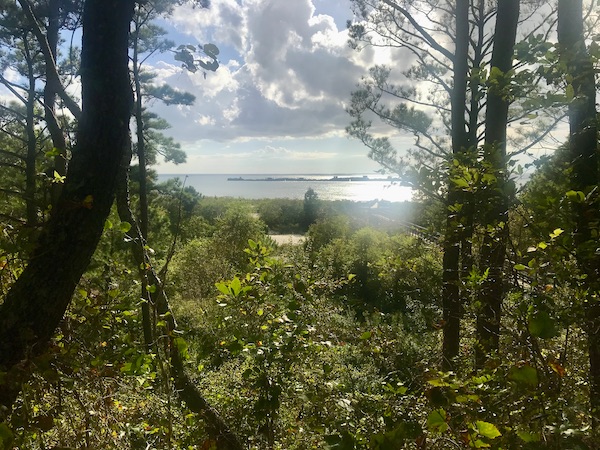 A view of a bay, sky and clouds seen through the woods at Kiptopeke State Park in Virginia
