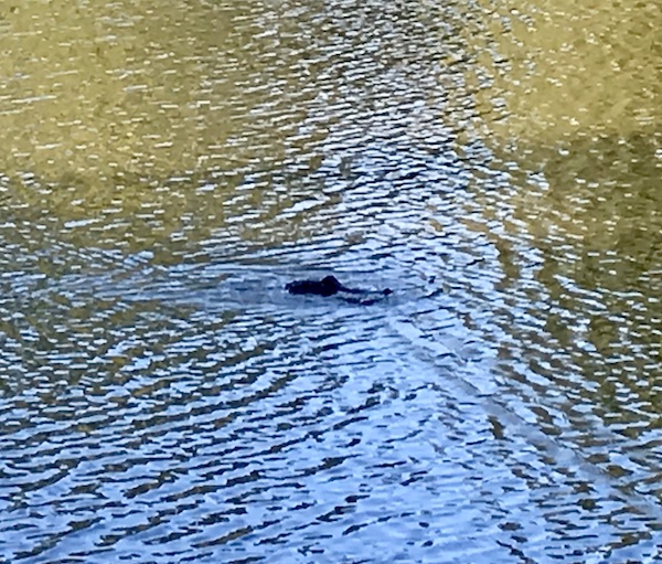 An alligator swimming in a lake in Jackson Mississippi
