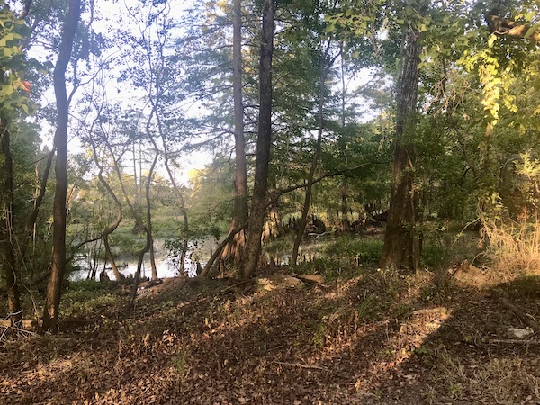 Pine straw and trees with a tiny view of water in Jackson Mississippi