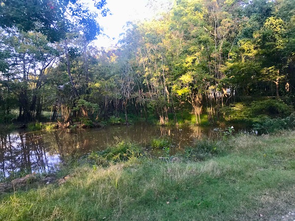 Trees, water and grass in Jackson Mississippi