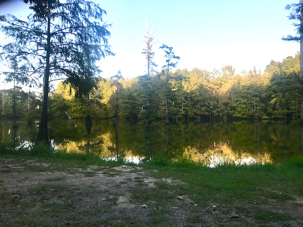 A lake surrounded by trees with some growing right in the water in Jackson Mississippi