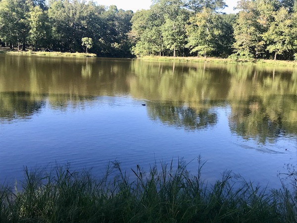 A large lake that is so still it reflects the trees like a mirror in Jackson Mississippi