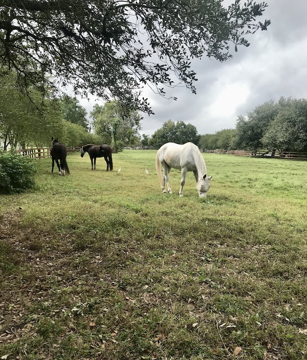 A white horse and a brown horse grazing on the grass at New Orleans City Park