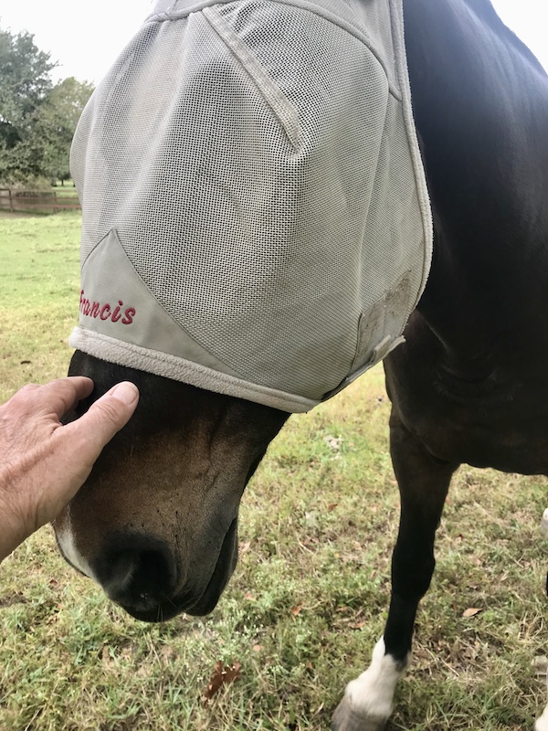 A man's hand patting a dark brown horse at