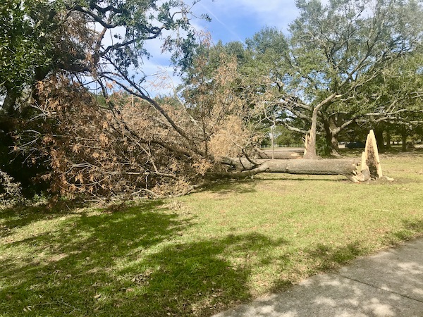 A tree that was downed by a storm at New Orleans City Park