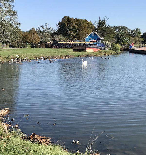 Ducks, geese and a white swan in the lake at New Orleans City Park
