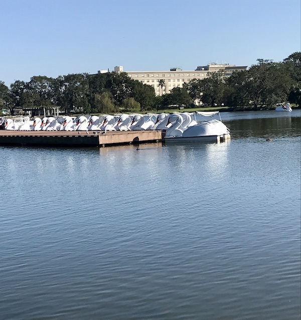 A floating dock with rows of white swan paddle boats at New Orleans City Park
