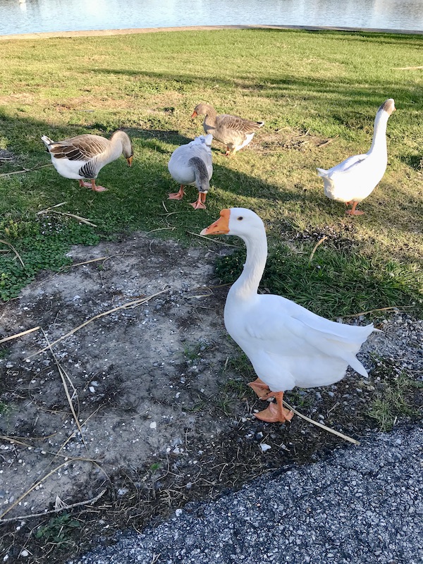 A group of ducks and geese in New Orleans City Park