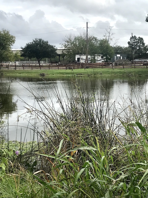 A fenced in equestrian area at New Orleans City Park with water in the foreground.