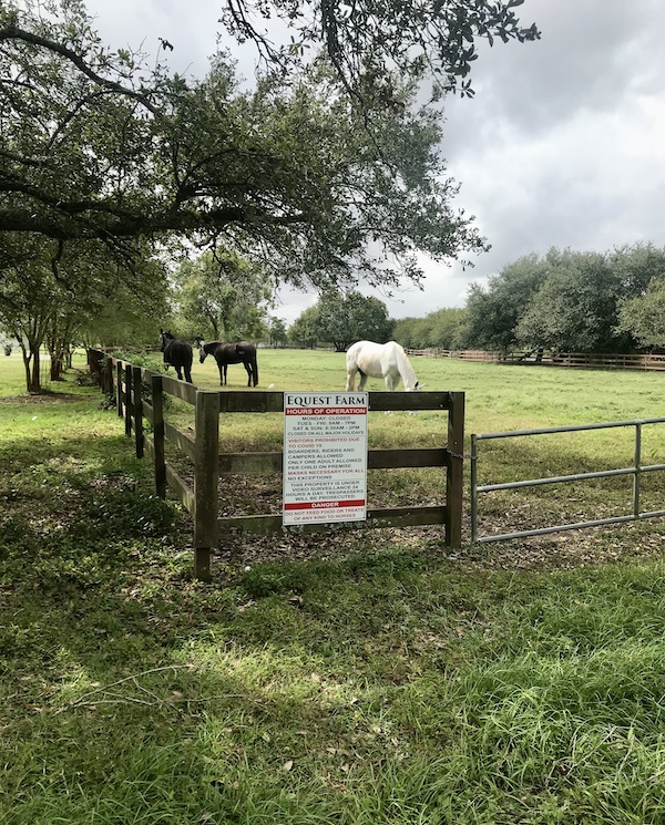 Horses grazing at Equest Farm in New Orleans City Park