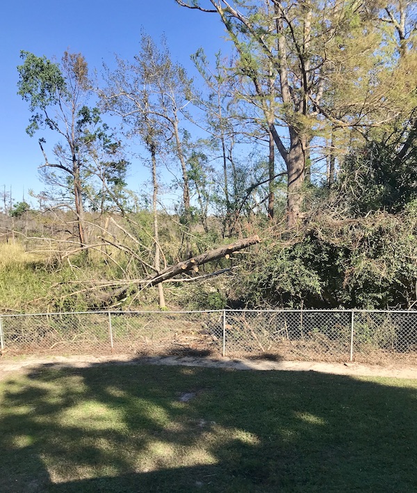 Felled trees and blue sky in Texas at Last!