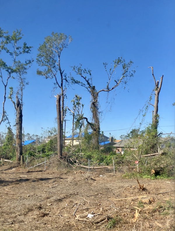 Downed trees show the destruction of two hurricanes in Texas at Last!