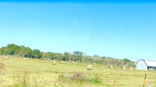 An expanse of green grass, rolled straw and trees in Texas at Last!