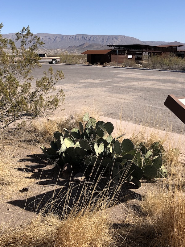 Desert landscape with paddle Cactus and distant mountains at Big Bend National Park Texas