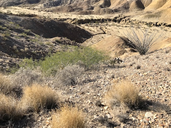 Canyon with tall grasses at Big Bend National Park Texas