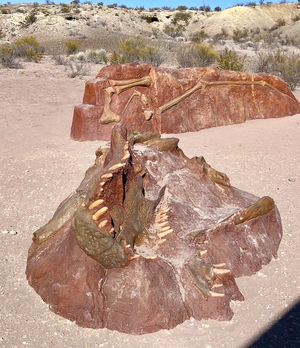 Dinosaur fossils on the ground at Big Bend National Park Texas