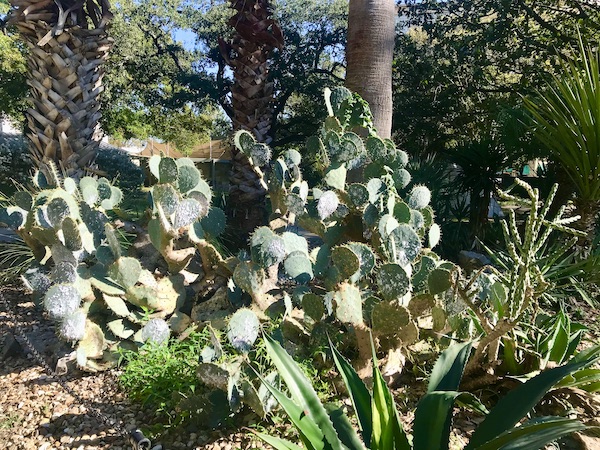 A large paddle cactus on the grounds behind the Alamo
