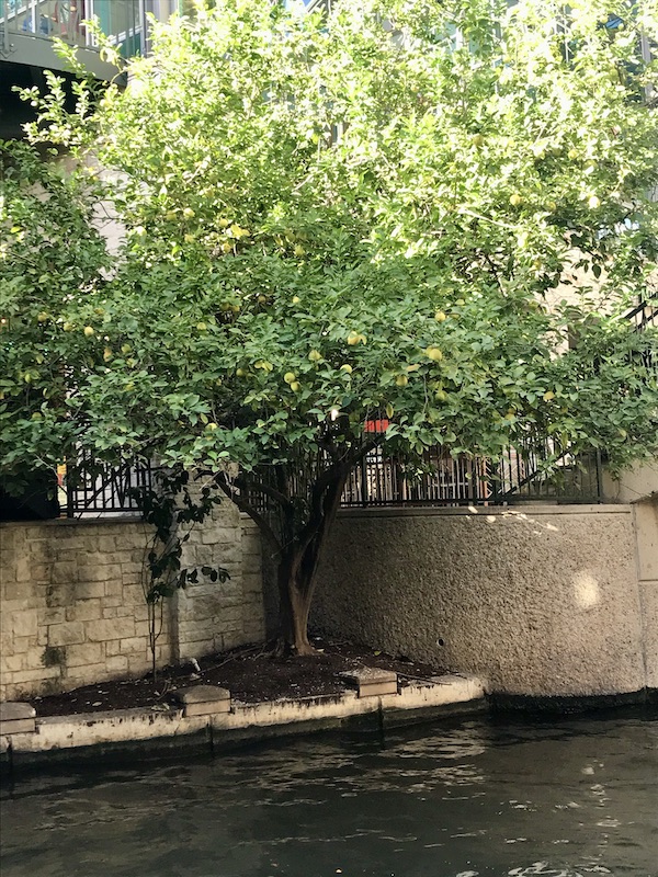 A large lemon tree at the beginning our our San Antonio River Cruise