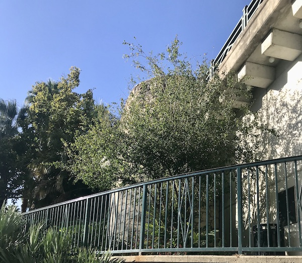 A large tree along the San Antonio River Cruise