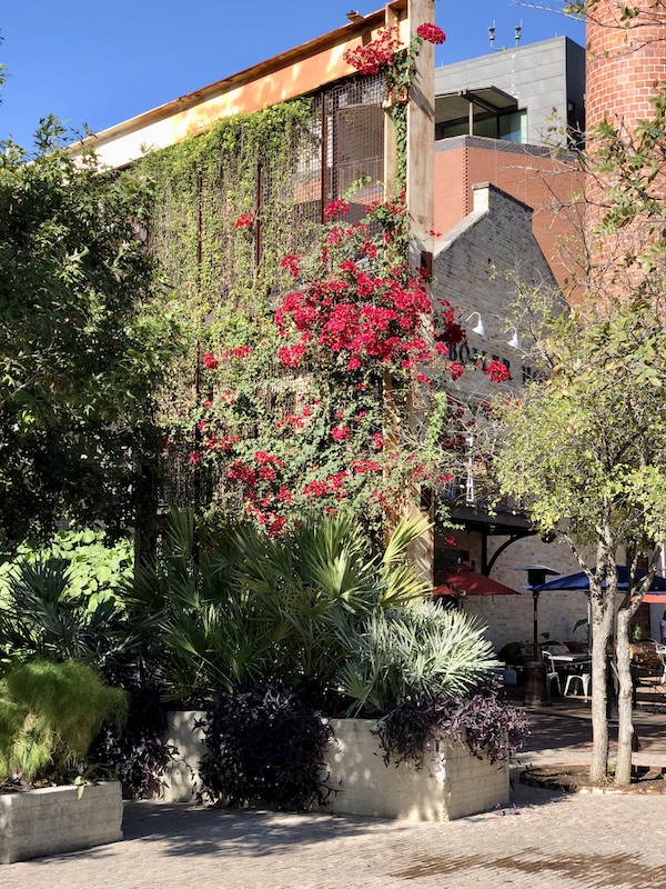 Lush landscaping with fuchsia flowering vine on a building in The Pearl in San Antonio