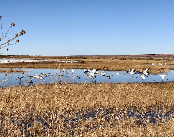 Brown grasses and birds on a lake in a town where Aliens Abound in Roswell New Mexico