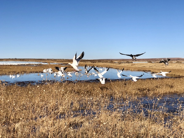 Birds in flight and on a lake in a town where Aliens Abound in Roswell New Mexico