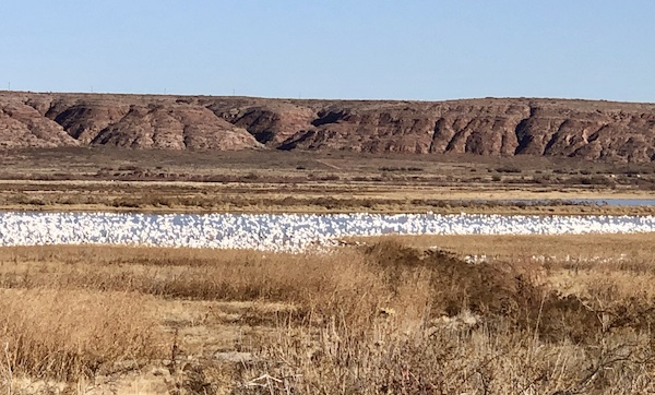 White geese on a lake amidst brown grasses in a town where Aliens Abound in Roswell New Mexico