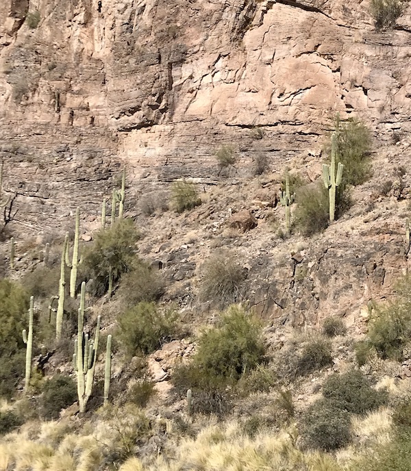 Tall saguaro cactus and bushes on a mountainside along the Apache Trail Arizona