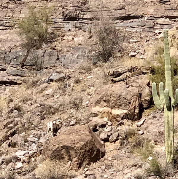 Lots of rocks with a Ram and a large Cactus along the Apache Trail Arizona