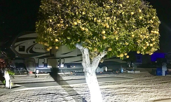 A lemon tree with the trunk painted white and lots of leaves and yellow fruit at Mesa Regal RV Resort